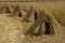 Wheat sheaves in a row