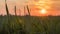 Wheat shoots against the setting sun and a beautiful sky with a pink shade