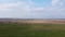 Wheat shoots in a field in spring, aerial view. Agricultural landscape