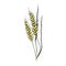 Wheat sketch. Hand drawn yellow spike of wheat. Sketch style vector illustration, isolated on white