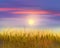 Wheat and sky sunset oil painting realistic illustration Shavuot landscape