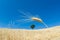 Wheat and solitary tree