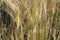 Wheat spike in the field close-up