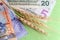Wheat spike next to banknotes of US dollars and tenge of Kazakhstan. The concept of the cost of grain, sale and purchase of crops,