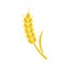 Wheat spike yellow isolated