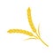 Wheat spike yellow on a white background