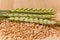 Wheat spikelet