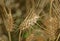 wheat spikelet close up