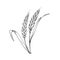 Wheat spikelet coloring book vector illustration