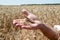 Wheat spikelet lie on male palm