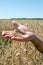 Wheat spikelet lie on male palm