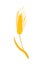 Wheat. Spikelet of ripe wheat. Vector wheat icon. Grain of barley, oats, rye.