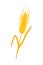 Wheat. Spikelet of ripe wheat. Vector wheat icon. Grain of barley, oats, rye.