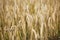 Wheat spikelets, cereal grain, seeds, agriculture