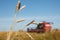 Wheat spikelets in the field and combine harvesters