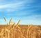 Wheat spikelets in field on sunny day