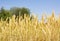 Wheat spikelets, field of wheat