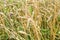 wheat spikelets in overgrown field in summer