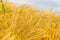 wheat.Spikelets of ripe yellow wheat . golden wheat ears.Wheat harvest .Bakery raw materials. Production of flour and