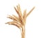Wheat spikelets on white background
