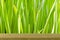 Wheat Sprout Background.