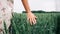 Wheat sprouts field. Young woman on cereal field touching ripe wheat spikelets by hand. Harvest and gold food