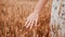 Wheat sprouts field. Young woman on cereal field touching ripe wheat spikelets by hand. Harvest and gold food