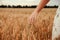 Wheat sprouts field. Young woman on cereal field touching ripe wheat spikelets by hand. Harvest and gold food