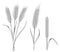 Wheat stalks illustrations set