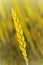 Wheat stem with blurred background