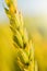 Wheat stem close up on blurry background