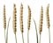 Wheat stems