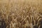 Wheat stems in evening field close up. Global hunger and food crisis. Summer grain harvest and rural life. Wheat crop field in