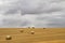 Wheat straw fields on a stormy day