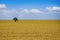 Wheat Summer Field