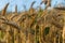 Wheat in sunset in Slovenian country in summer