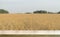 Wheat table background. Empty wooden table on the background of a summer golden wheat or rye field. Template for food