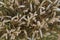 Wheat textured background, Sprotbrough, Doncaster, South Yorkshire, England