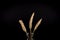 Wheat in Vase. Three Branches of Wheat in a translucent vase isolated on black background