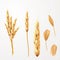 Wheat vector illustration. Bunch of wheat ears and seed isolated