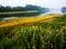 The wheat. Wild flowers. river. pastoral, scenery