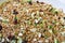 Wheatberry salad upclose