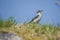 Wheatear, oenanthe oenanthe