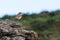 Wheatear Oenanthe oenanthe bird on coast ready to migrate