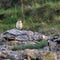 Wheatear Oenanthe oenanthe bird on coast to migrate, head on