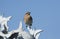 A Wheatear, Oenanthe oenanthe,  perched on a barbed wire fence with a blue sky background.