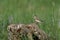 Wheatear or Oenanthe oenanthe sitting on a stump. Young songbird