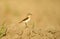 Wheatear perches on farmland