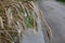 Wheatears of wheat plants leaning towards the road