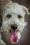Wheaten terrier: laughing face